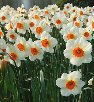 Narcis vekokvet BARRET BROWNING 5 ks v balen