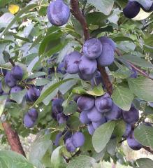 Slivka skor� �TOPKING��,170-190 cm, podp. myrobal�n, kont. 4 l