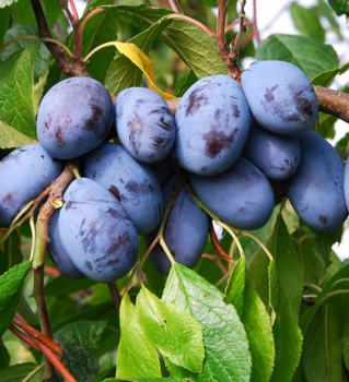 Slivka neskor� �JOFELA��, podp. wangenheim, 120-140 cm, vo�nokor.