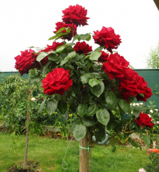 Ruža stromčeková ´ERIKA PLUHAR´ na kmienku 100 cm, zemný bal