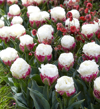 Tulip�n �ICE CREAM�, kont. 0,5 l