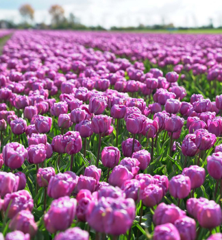 Tulip�n �BLUE DIAMOND�, kont. 0,5 l