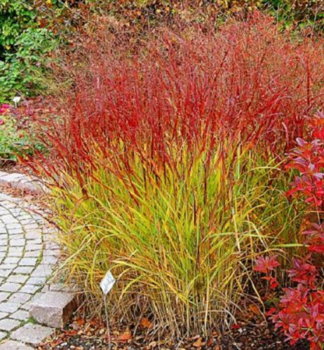 Proso pr�tnat� �ROTSTRAHLBUSCH�, kont. 2 l