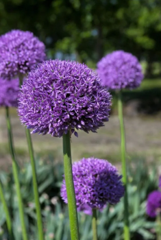 Obr�zok (7)