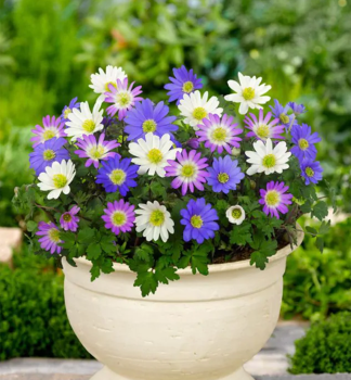 Sasanka rozko�n� (BLANDA) mix farieb, 10 ks v balen�