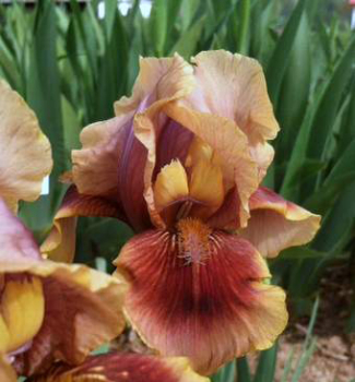 Kosatec nemeck�  �OKLAHOMA BANDIT�, kont. 1 l