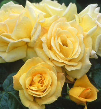 Ru�a strom�ekov� �ARTHUR BELL� na kmienku 90 cm, kont. 7,5 l