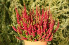 Obr�zok (1)