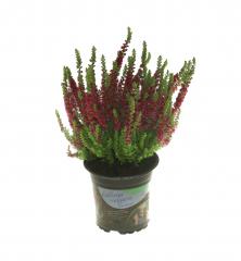 Obr�zok (3)