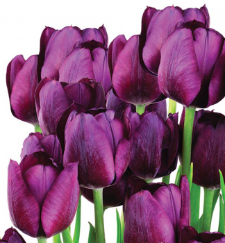 Tulipán ´PURPLE FLAG´ 5 ks v balení
