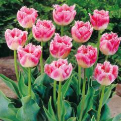 Tulip�n �QUEENSLAND�, kont. 0,5 l