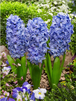 Hyacint DELFTS BLUE 5 ks v balen