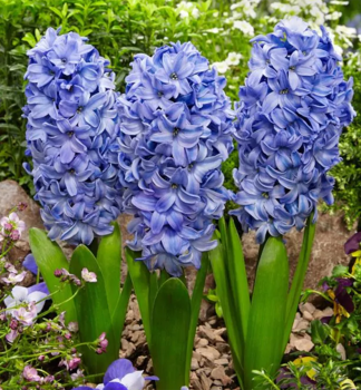 Hyacint �DELFT�S BLUE�, kont. 0,3 l