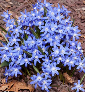 Modravka �iariv�, kont. 0,3 l