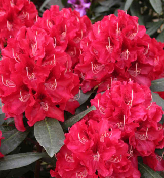 Rododendron hybridn� �KARL NAUE� 30-40 cm, kont. 5 l