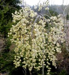 Salix caprea ´PENDULA´ obdobie kvitnutia