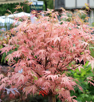 Javor dla�ovitolist� �TAYLOR�� na kmienku 60 cm, kont. 5 l