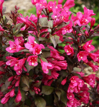 Vajgela kvetnat MINOR BLACK 40-50 cm, kont. 2,5 l