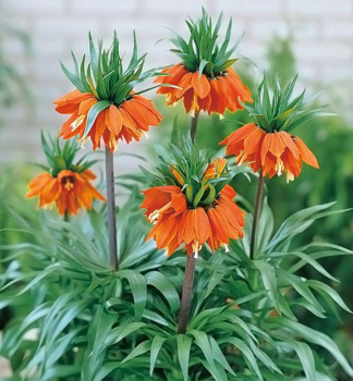 Korunkovka kr�ovsk� �WILLIAM REX�, kont. 0,3 l