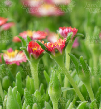 Obr�zok (5)