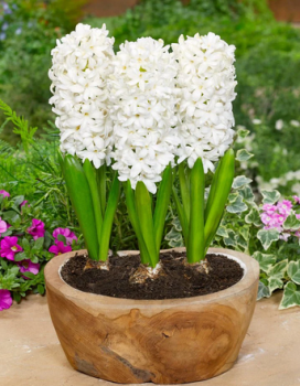 Hyacint WHITE PEARL 5 ks v balen