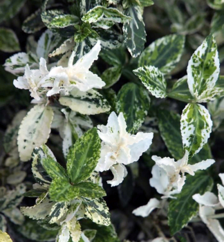 Br�len Fortunov �HARLEQUIN� 10-15 cm, kont. 1 l