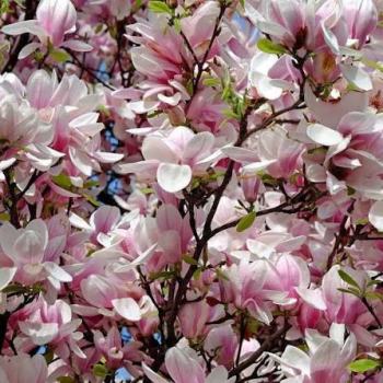 Magn�lia hybridn� �PINK BEAUTY� na kmienku 120 cm, kont. 15 l