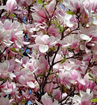 Magn�lia hybridn� �PINK BEAUTY� na kmienku 120 cm, kont. 15 l