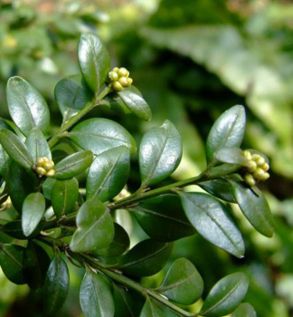 Buxus sempervirens, detail rastliny