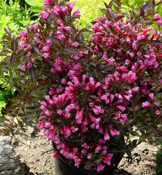 Vajgela kvetnatá ´ALEXANDRA®´ 20-30 cm, kont. 3 l