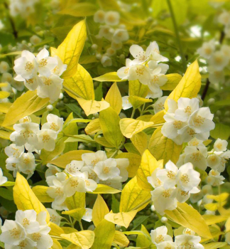 Pajazmn vencov AUREUS 15-20 cm, kont. 1,4 l