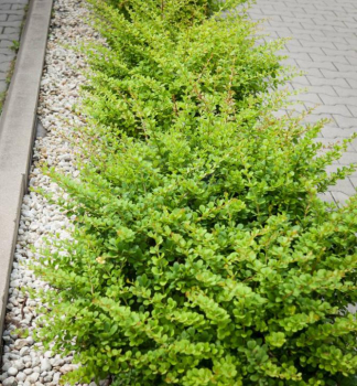 Dr�� Thunbergov �GREEN CARPET� 20-30 cm, kont. 2,5 l