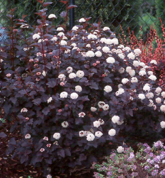 Physocarpus opulifolius ´DIABOLO´ obdobie kvitnutia