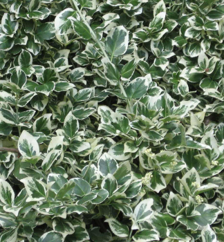 Brslen fortuneův emerald gaiety