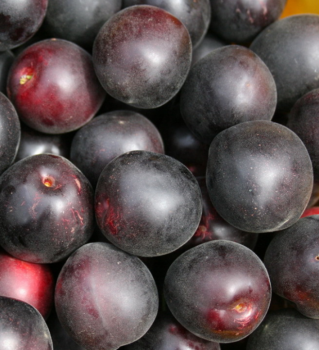 Slivkomarhu�a ��IERNA MARHU�A� Pluot, podp. 29C, 150-170 cm, zemn� bal