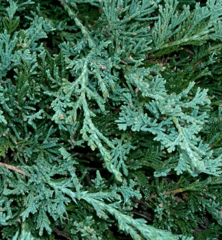 Juniperus horizontalis ´WILTONII´, detail borievky