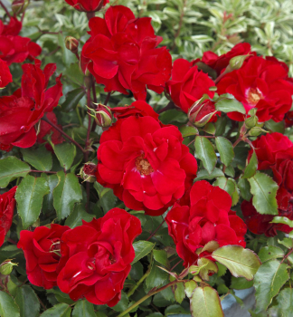Ruža mnohokvetá ´ROTILIA´ * ADR, Kordes 2000, 30-40 cm, kont. 2 l