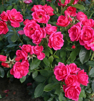 Ruža mnohokvetá ´GARTENFREUND´ * Kordes 2013, 30-40 cm, kont. 2 l