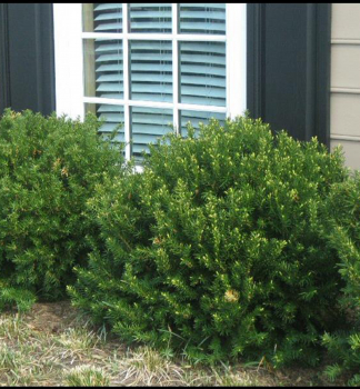 Taxus media �DENSIFORMIS�, �iv� plot