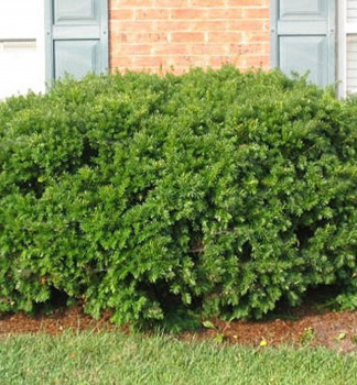 Taxus media �DENSIFORMIS� v �repn�ku