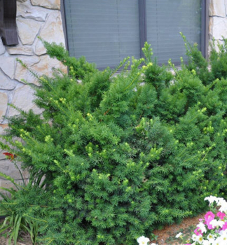 Tis prostredn� �DENSIFORMIS� 30-40 cm, kont. 2 l