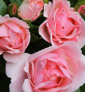 Ruža mnohokvetá ´ASTRID LINDGREN®´ * 40-50 cm, kont. 2 l