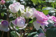 Obr�zok (6)