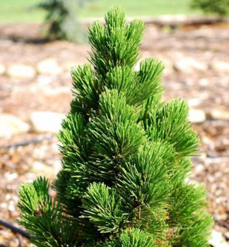 Solitérne rastúci Pinus leucodermis ´COMPACT GEM´