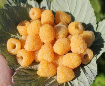 Obr�zok (4)
