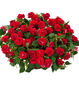 Net�kavka sult�nska �MUSICA ELEGANT RED�, kont. 0,5 l