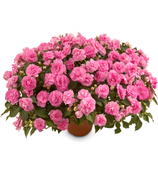 Net�kavka sult�nska �MUSICA PINK AROMA�, kont. 0,5 l