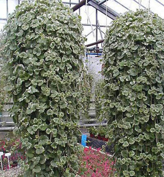 Z�du�n�k bre�tanovit� �VARIEGATA�, kont. 0,5 l