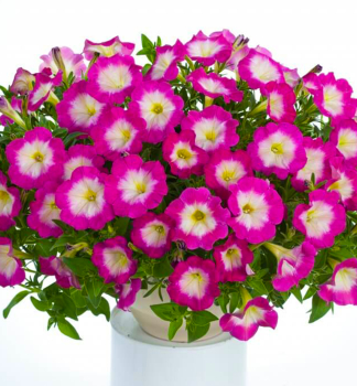 Pet�nia previsnut� �CASCADIAS� FANTASY HOT PINK�, kont. 0,5 l