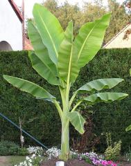 Mrazuvzdorn� ban�novn�k , 20-30 cm, kont. 1 l